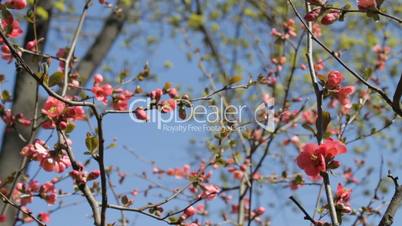 Wind rustles branches in blossom