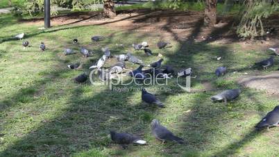 Flock of pigeons eating bread outdoors in park