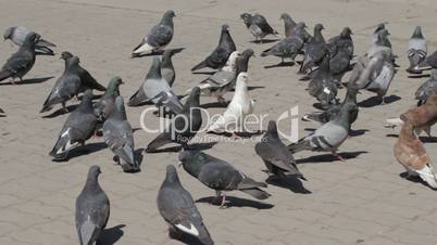 Group of pigeons eating bread outdoors