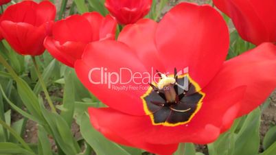 Close-up of beautiful red tulips