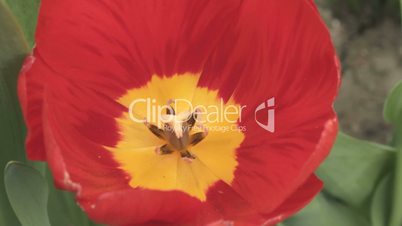 Close-up of beautiful red tulip with yellow center