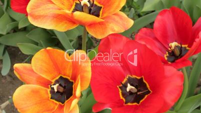 Two pairs of colorful opened tulips in the garden