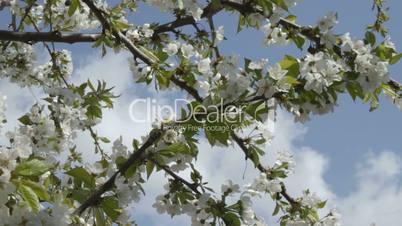 Wind rustles cherry branches in white blossom
