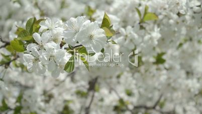 Cherry branches in white blossom on wind