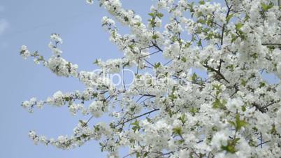Flowering white cherry on wind against sky.