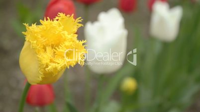 Close-up of yellow tulip with ragged edges among other tulips