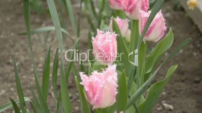 Row of beautiful pink tulips with ragged edges