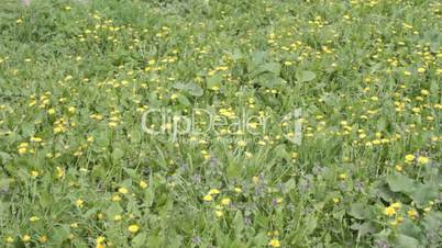Yellow dandelion flowers and burdock in meadow