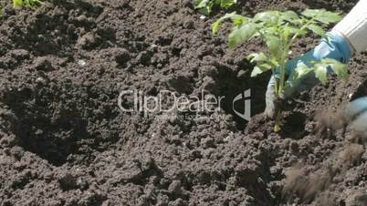 Planting tomato seedlings into rich black soil
