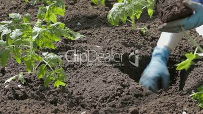 Placing tomato seedlings into pre-duged  hole