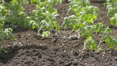 Neat bed of tomato seedlings