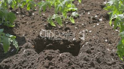 Planting small tomato seedlings into large soil hole