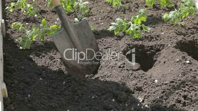 TL couple stamping tomato seedlings into rich black soil