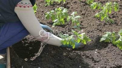 Top up the soil on planted tomato seedlings