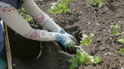 Planting tomato seedlings in the garden