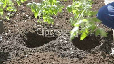 Carefully puting young growth of tomatoes in soil