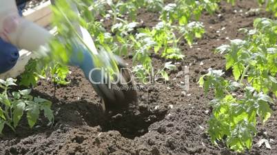 Planting tomatoes in ready-made holes