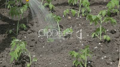 Selective watering tomato seedlings from plastic watering can