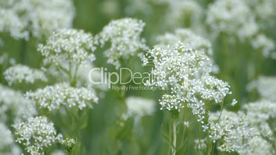 Medicinal green plants with large white inflorescences