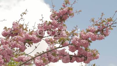 Sakura branch on wind against blue-and-white sky background