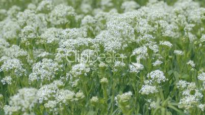 Green medicinal plants with large white inflorescences