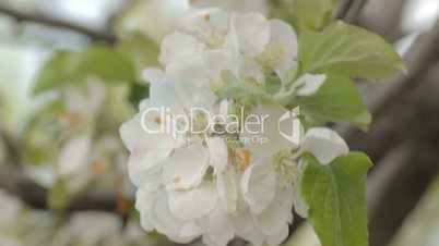 Close-up of apple twig strewn with flowers on wind