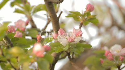 Apple tree branches with rosebuds on wind