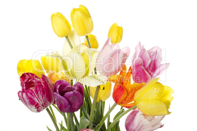 Tulip with water drops