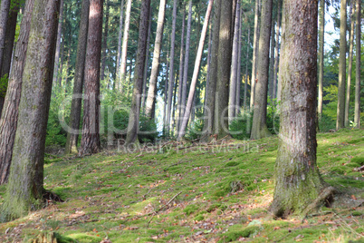 Wald