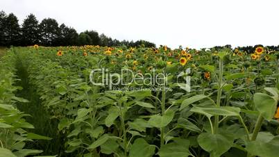 Sunflower field near Berlin