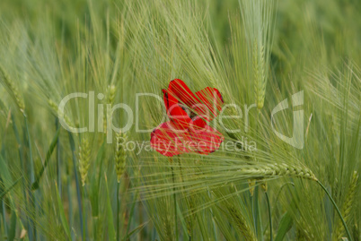 Mohnblüte im Getreidefeld