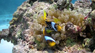 Clown Anemonefish in coral reef