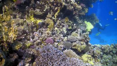 colorful fish on coral reef