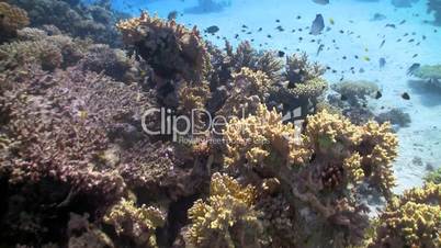 colorful fish on coral reef