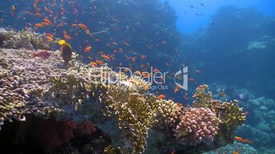 red fish on coral reef