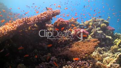 red fish on coral reef