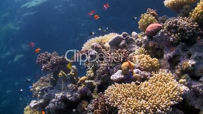 colorful fish on coral reef