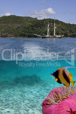 Marine Life in the Whitsundays, Australia