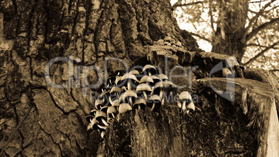 Mushrooms on tree