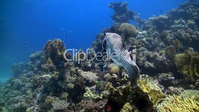 Silver Puffer swims over coral reef