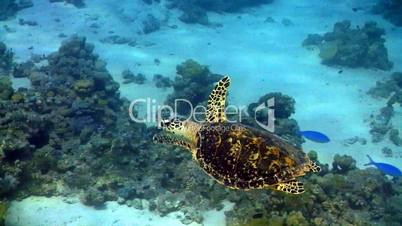Turtle swimming in coral reef