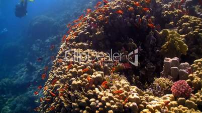 red fish on coral reef