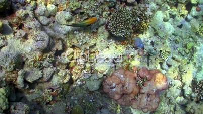 colorful fish on coral reef