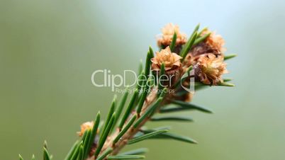 Blossom spruce twig