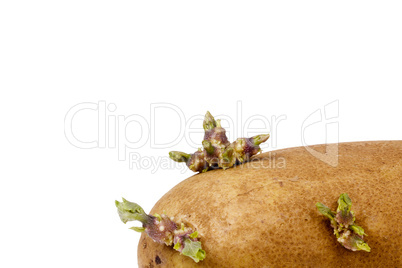 Sprouted Potato
