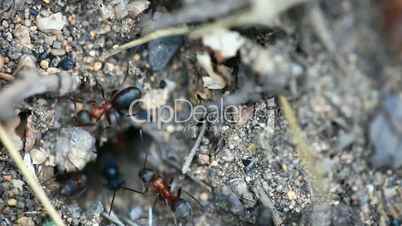 Ants nest. Macro.