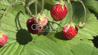 strawberry,
