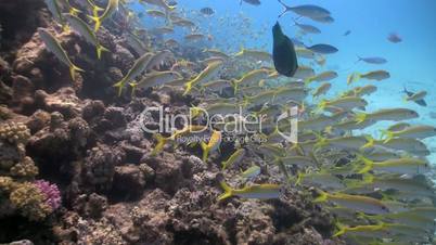 shoal of yellow fish on the coral reef