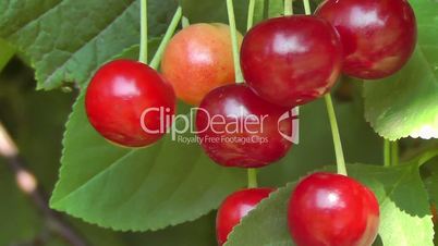 Kirsche - cherry