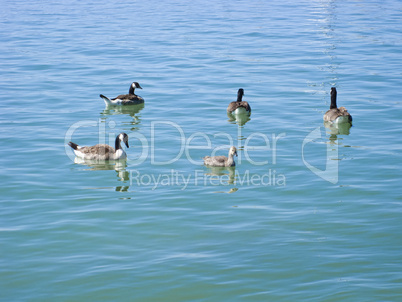 canadian geese